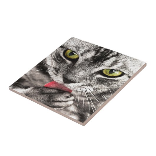 Graue Katze Fliese (Seite)