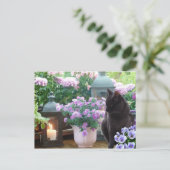 Graue Katze im Garten Postkarte (Stehend Vorderseite)