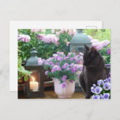 Graue Katze im Garten Postkarte (Vorne/Hinten)