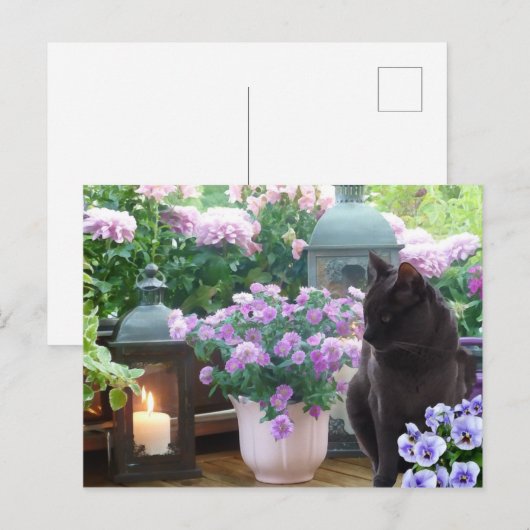 Graue Katze im Garten Postkarte (Vorne/Hinten)