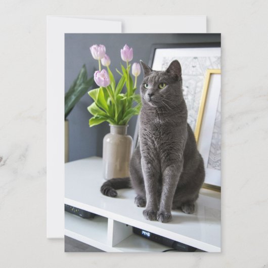 Graue Katze in einem Büro. Feiertagskarte (Vorderseite)