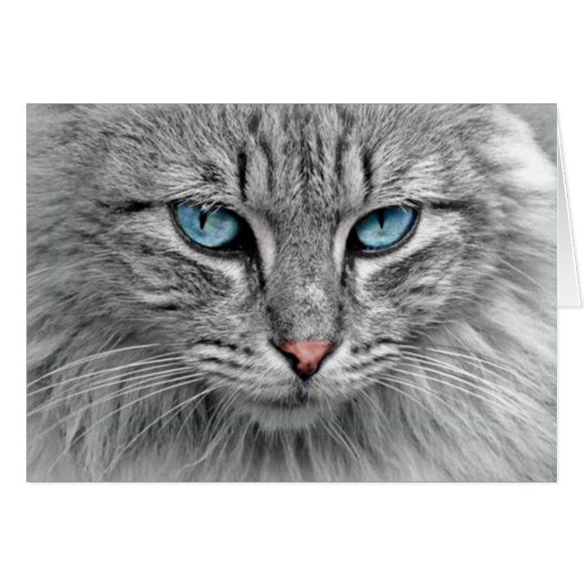 Graue Katze mit blauen Augen (Vorderseite (Horizontal))