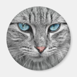 Graue Katze mit blauen Augen Magnet