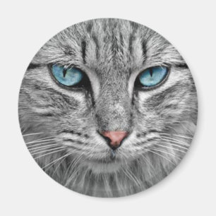 Graue Katze mit blauen Augen Magnet