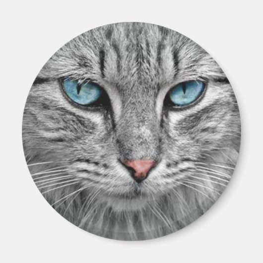 Graue Katze mit blauen Augen Magnet (Vorne)