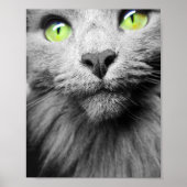 Graue Katze mit hellgrünen Augen Poster (Vorne)