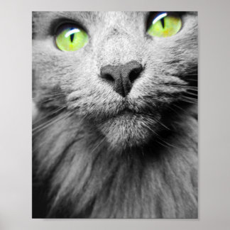 Graue Katze mit hellgrünen Augen Poster