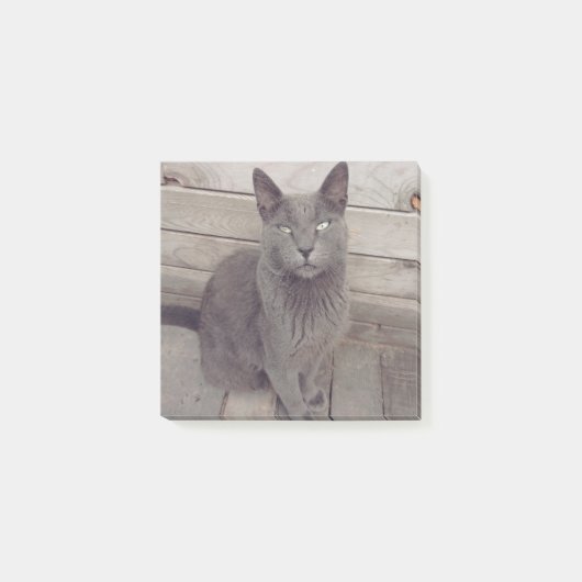 Graue Katze Post-it Klebezettel (Vorderseite)