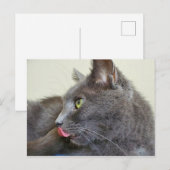 Graue Katze Postkarte (Vorne/Hinten)