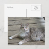 Graue Katze Postkarte (Vorne/Hinten)