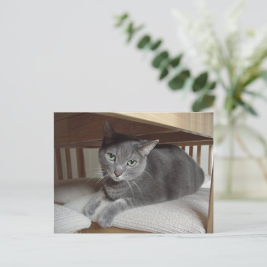 Graue Katze/Russisch Blau Postkarte (Stehend Vorderseite)