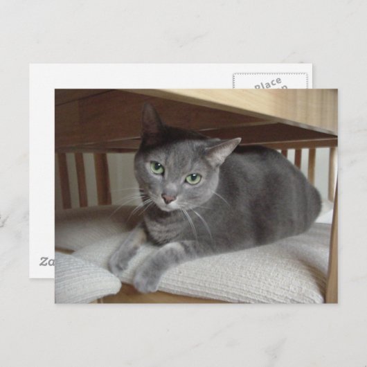 Graue Katze/Russisch Blau Postkarte (Vorne/Hinten)