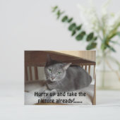 Graue Katze/Russisch Blau Postkarte (Stehend Vorderseite)