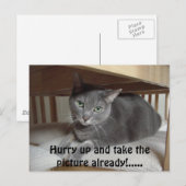 Graue Katze/Russisch Blau Postkarte (Vorne/Hinten)