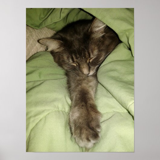 Graue Katze Schlafen in einer grünen Lücke Poster (Vorne)