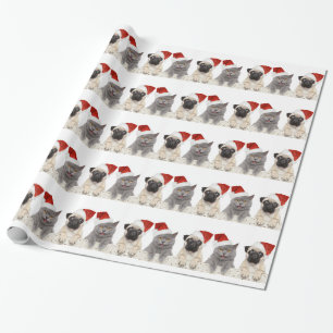 Graue Katze und chinesischer Geschenkpapier