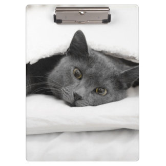 Graue Katze unter weißer Decke Klemmbrett