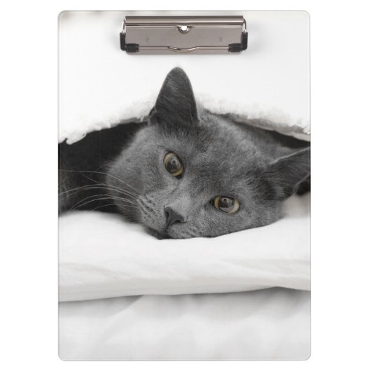 Graue Katze unter weißer Decke Klemmbrett (Vorderseite)