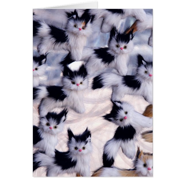 graue Katzen (Vorne)