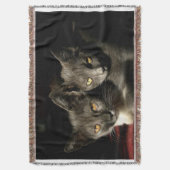 Graue Katzen Foto Kruge Klatsche Decke (Vorderseite Vertikal)