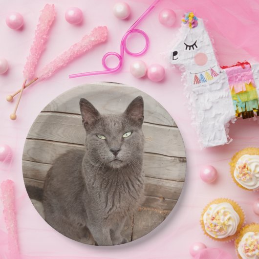 Graue Katzen Pappteller (Party)