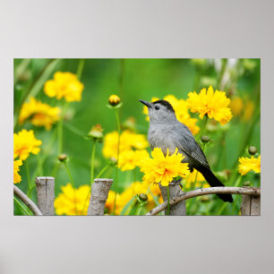 Graue Katzendrossel auf Holzzaun Poster