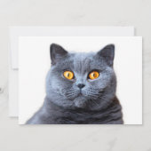 Graue Katzengelbe Augen Einladung (Rückseite)