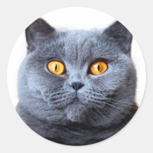 Graue Katzengelbe Augen Runder Aufkleber