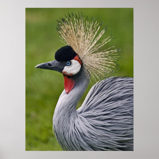 graue Krane Print Poster (Vorne)