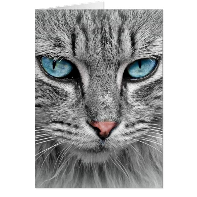 Graue Langhaarkatze Blaue Augen Haustier (Vorne)