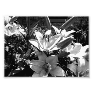 Graue Lilien Fotodruck
