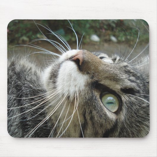 Graue Maine-Waschbär-Katze Mousepad (Vorne)