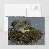Graue mit Nest Postkarte (Vorne/Hinten)