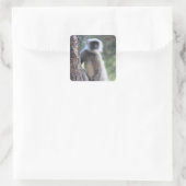Graue oder gewöhnliche oder Hanuman-Langur Quadratischer Aufkleber (Tasche)