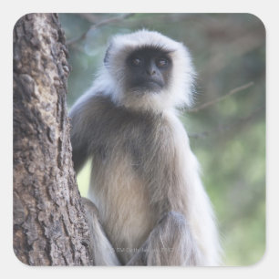 Graue oder gewöhnliche oder Hanuman-Langur Quadratischer Aufkleber
