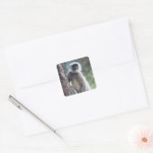 Graue oder gewöhnliche oder Hanuman-Langur Quadratischer Aufkleber (Umschlag)