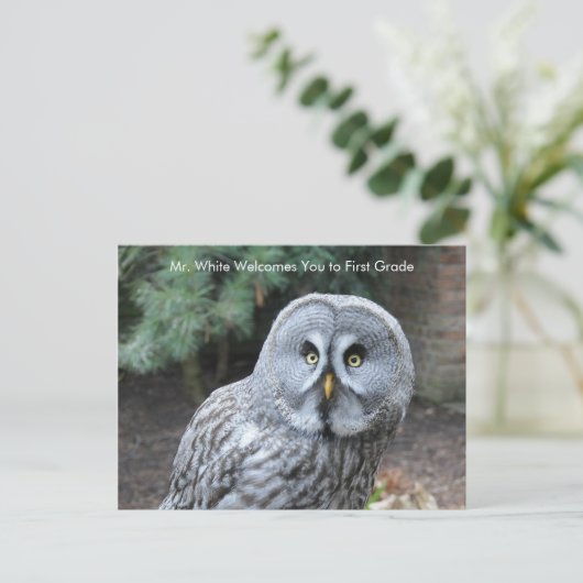 Graue Owl Welcome Students Custom Postcard Postkarte (Stehend Vorderseite)