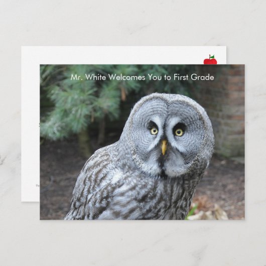 Graue Owl Welcome Students Custom Postcard Postkarte (Vorne/Hinten)