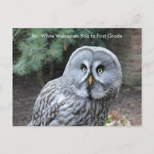 Graue Owl Welcome Students Custom Postcard Postkarte (Vorderseite)