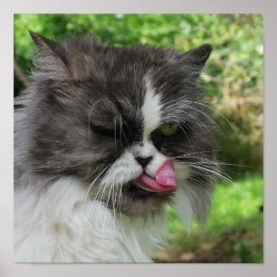 graue Perserkatze sieht lustig, grimmig aus Poster