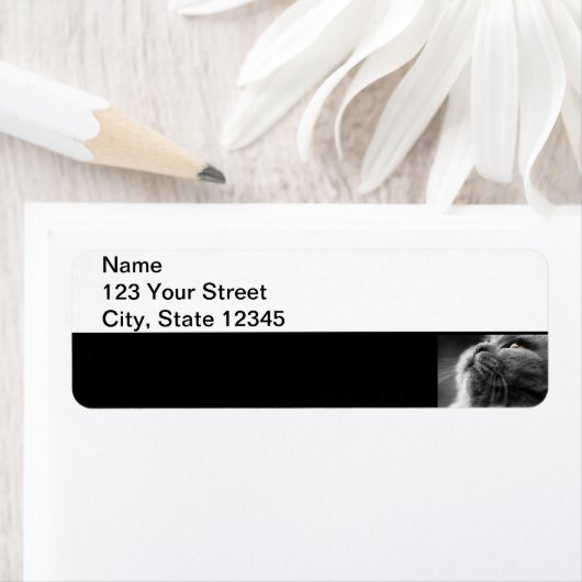 Graue persische Katze an der schwarzen Grenze (Insitu)