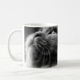 Graue persische Katze Kaffeetasse