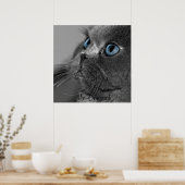 Graue persische Katze mit blauen Augen Poster (Küche)