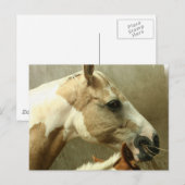 Graue Pferdepostkarte Postkarte (Vorne/Hinten)