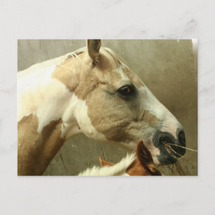 Graue Pferdepostkarte Postkarte