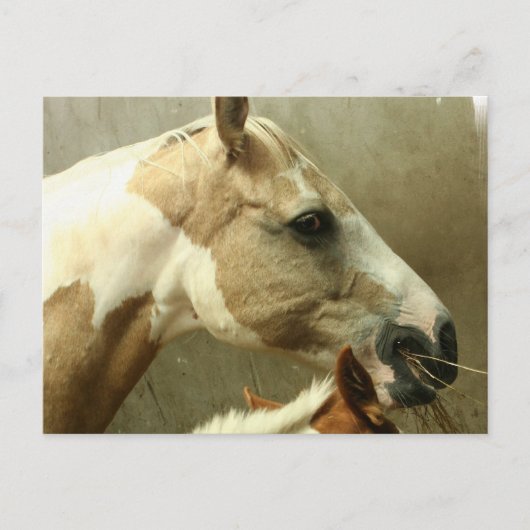 Graue Pferdepostkarte Postkarte (Vorderseite)