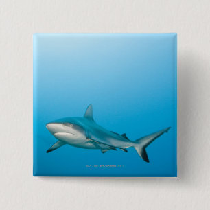 Graue Rifhaifische (Carcharhinus amblyrhnchos) Button