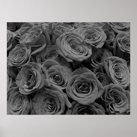 Graue Rose, graues Foto Poster (Vorne)