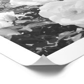 Graue Rosen Florale Garten-Foto-Kunst-Druck Poster (Ecke)