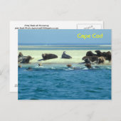 Graue Siegel Monomoy, Cape Cod Postkarte (Vorne/Hinten)